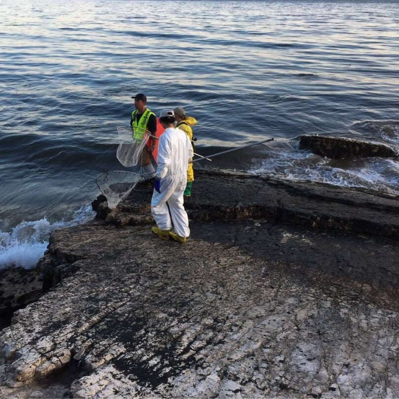 EPA staff make an effort to clean the oil along the shoreline of Refugio State Beach.